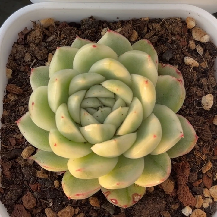 玫瑰冬云锦一颗价格