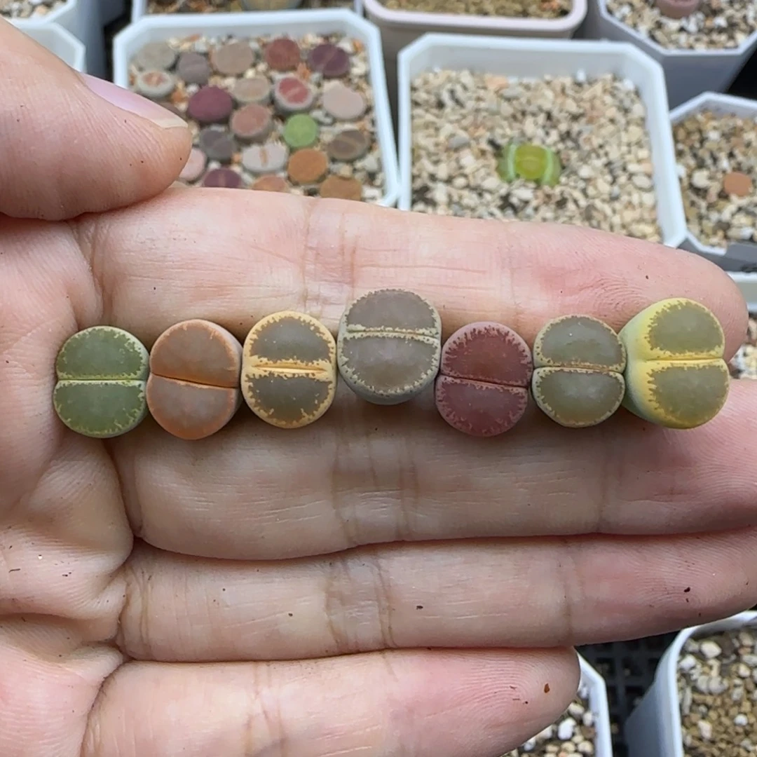 152彩色净窗清框福利大棚直播
