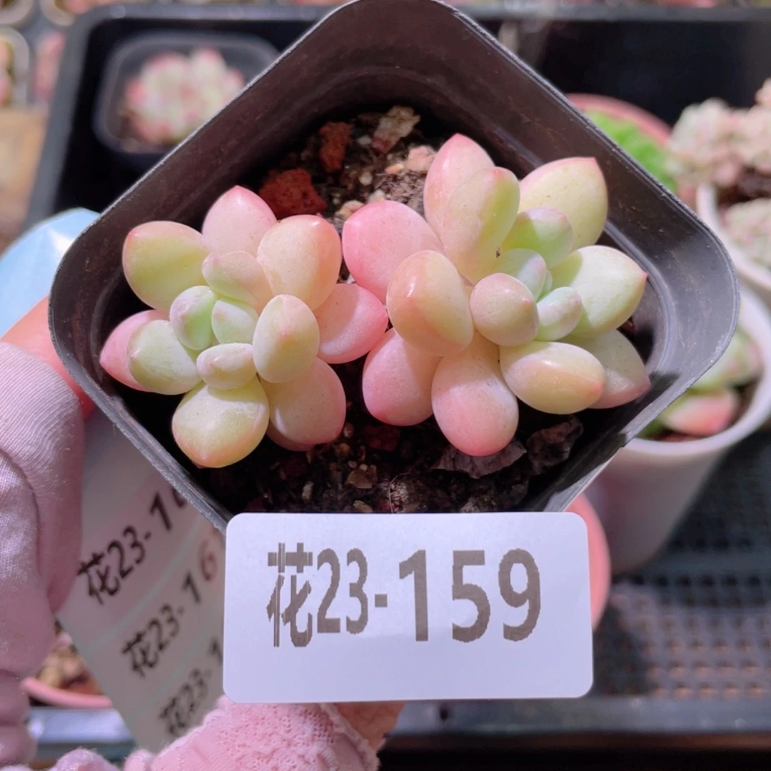 花利美23-159泡泡糖