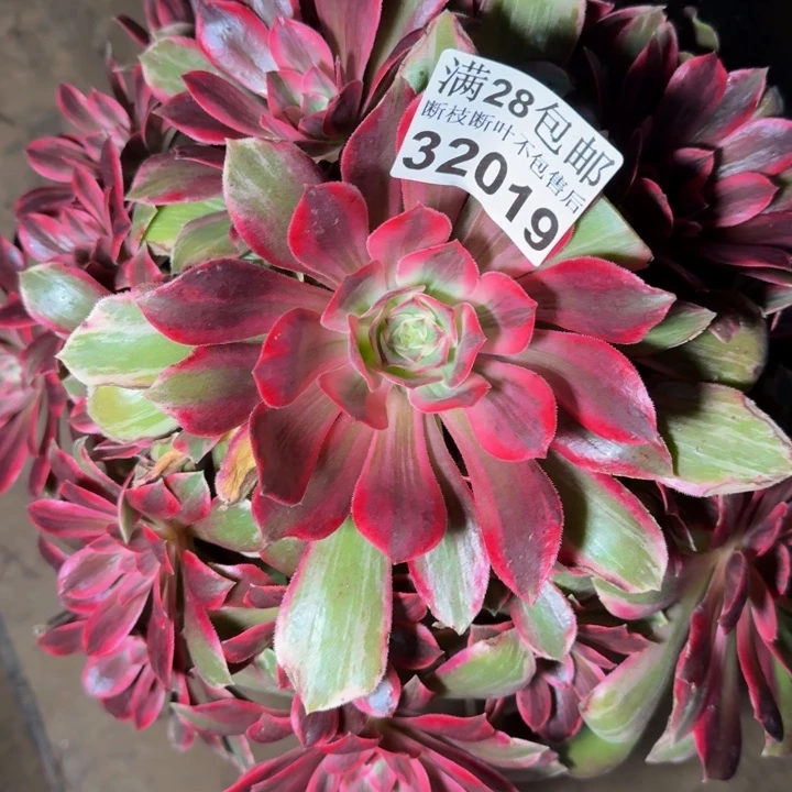 32019浣纱多肉植物