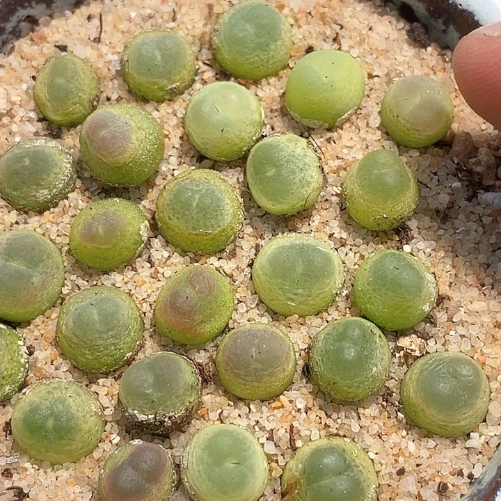 拉登一颗    0.6-0.8厘米