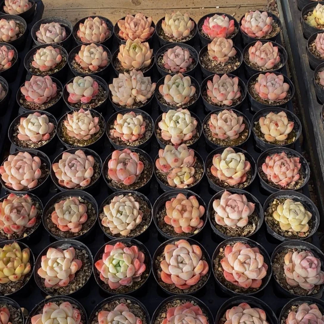 451的人生态度就是这样