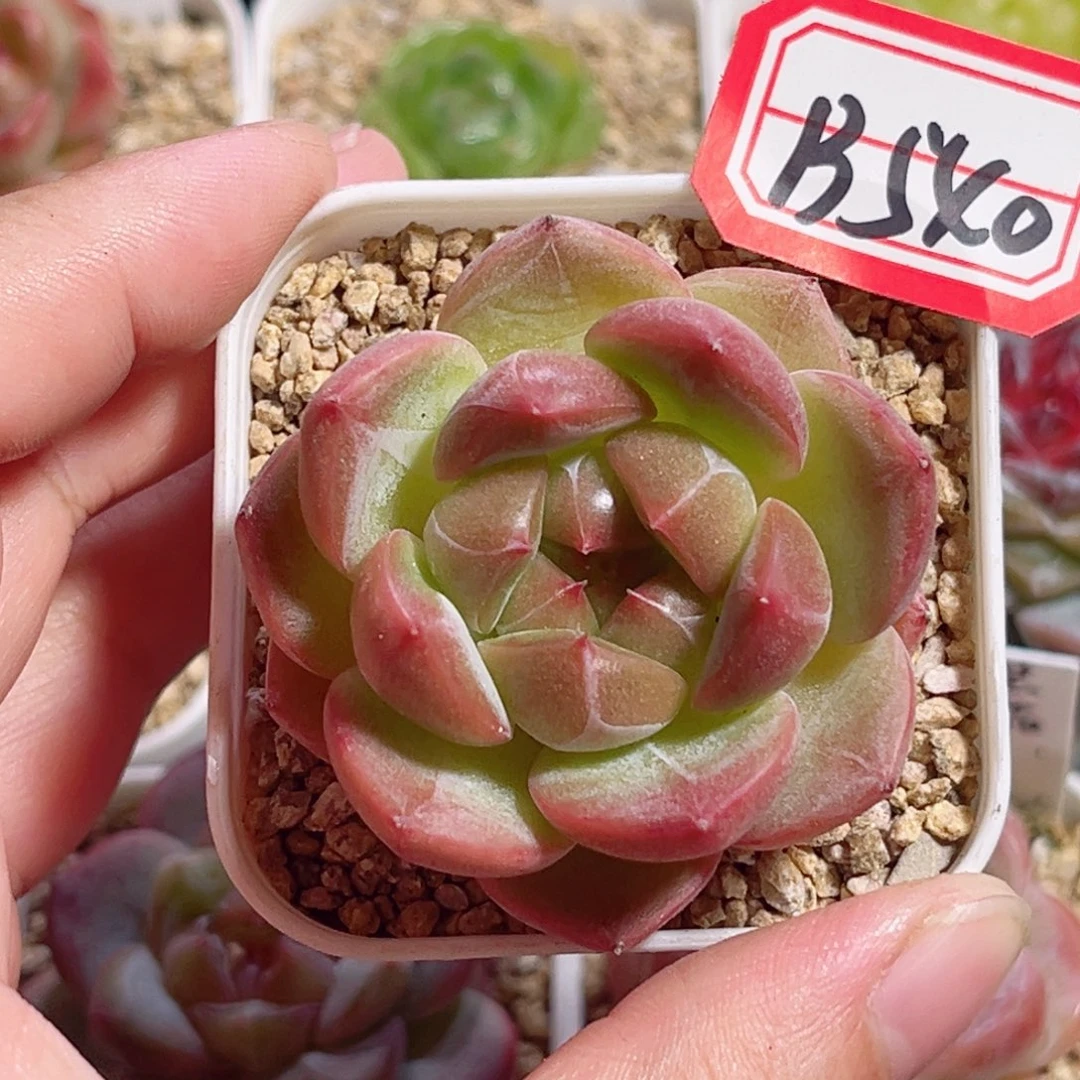 B540 一物一拍 赤枫
