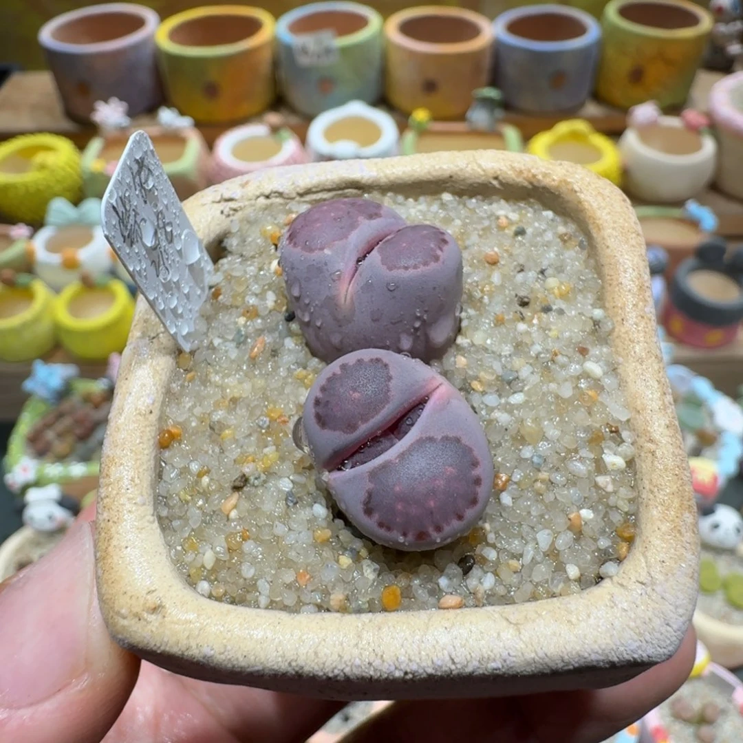 蘑菇1364紫饼多肉植物