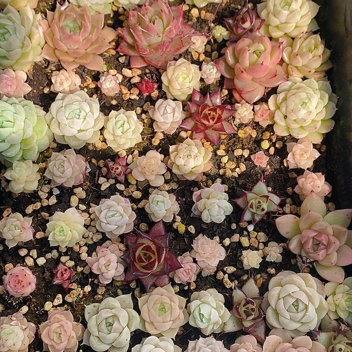 134 多肉植物盆栽花卉植物