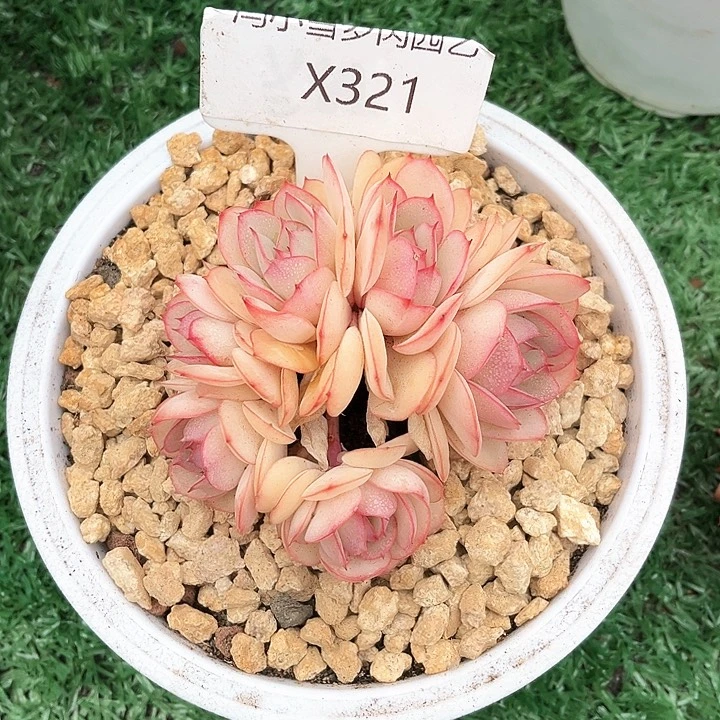 ~****》我是你的小可爱啊我的小可爱我