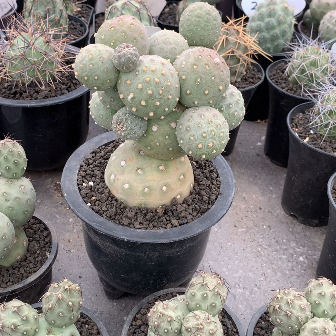 T***0寄养发根开播福利