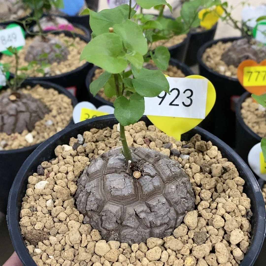 南非龟甲龙龟甲龙