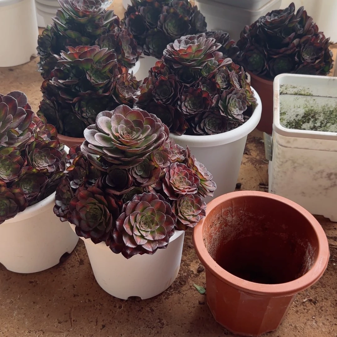 康普水溶肥买一送一