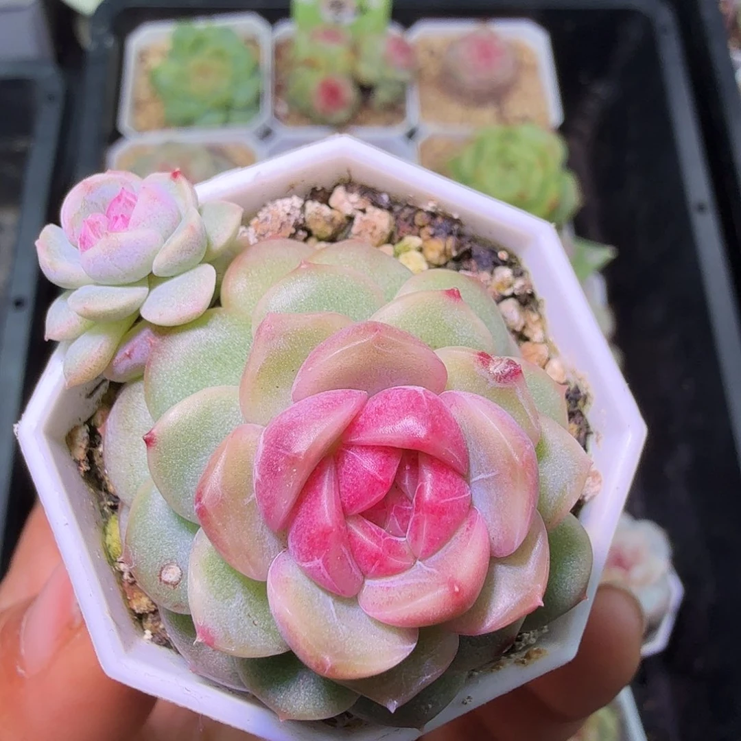 琴心双头开播福利