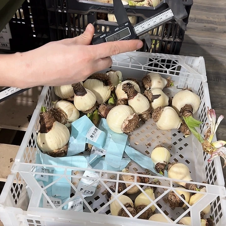 蒂卡之星6公分花后球