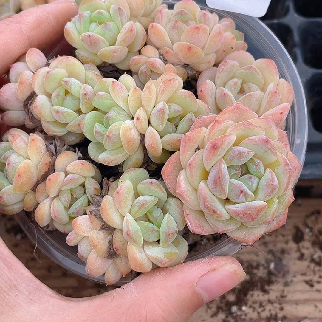 多肉植物多肉植物781