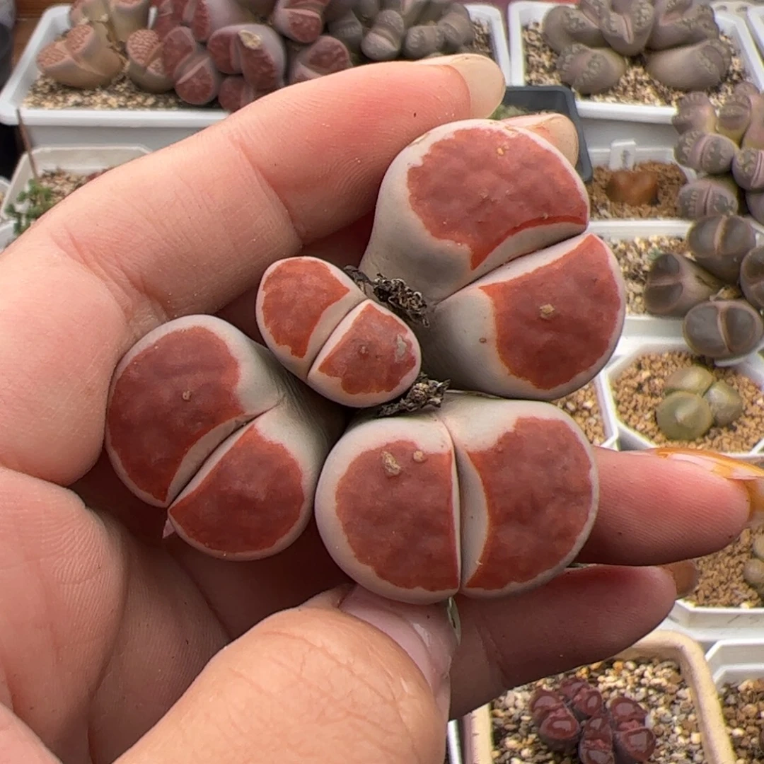 0132号红窗 多肉植物