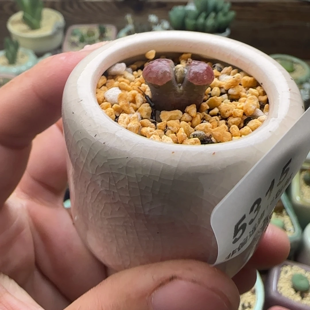 5315--一物一拍 带盆