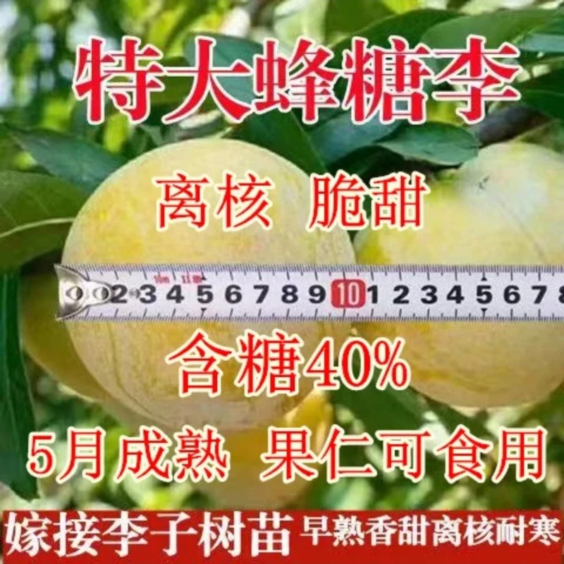 蜂糖李子树苗贵州六马三华新品种水果树果苗阳台盆栽南方北方种植