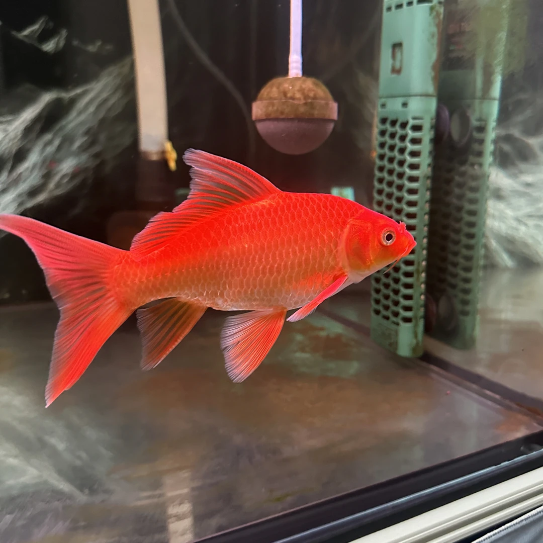 10cm_15cm鸡血红.蝴蝶鲤