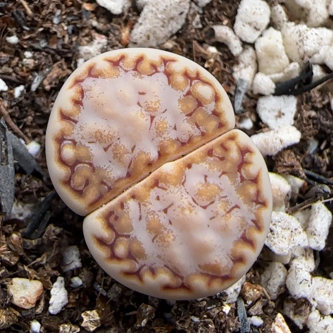 6.23。  217咖喱土豆鸡9019