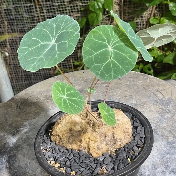 潮流植物一叶龟好