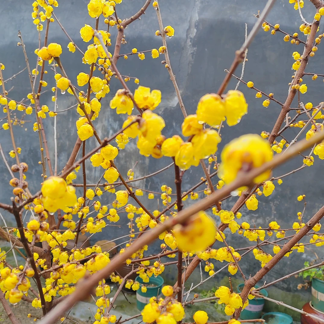 带花苞浓香型耐寒腊梅树苗盆栽室内阳台庭院花卉植物好养易活