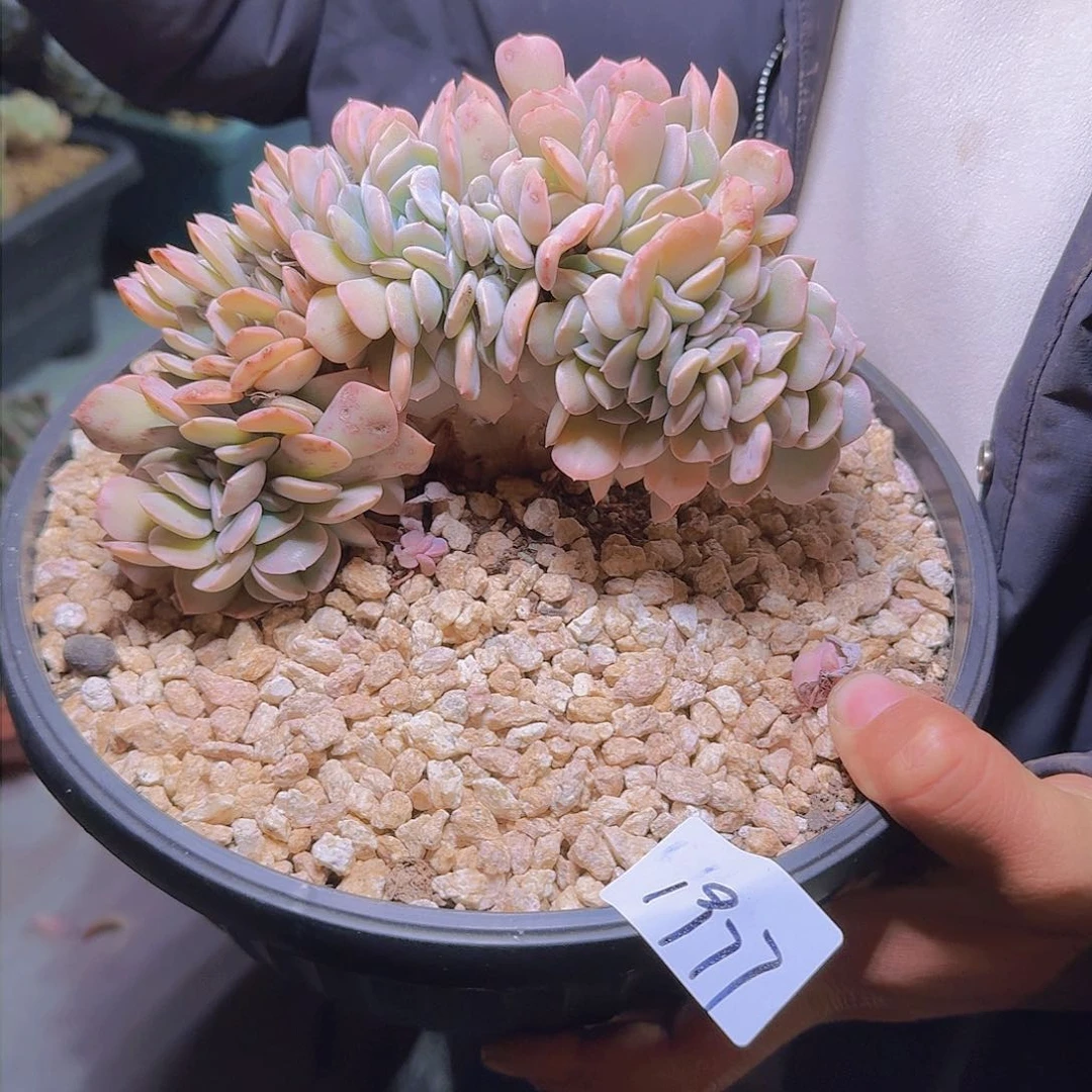 浮***?1977代笔缀多肉植物
