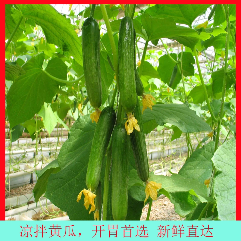 5斤东北旱黄瓜农家自种土黄瓜当季蔬菜新鲜现摘生吃脆甜水果黄瓜
