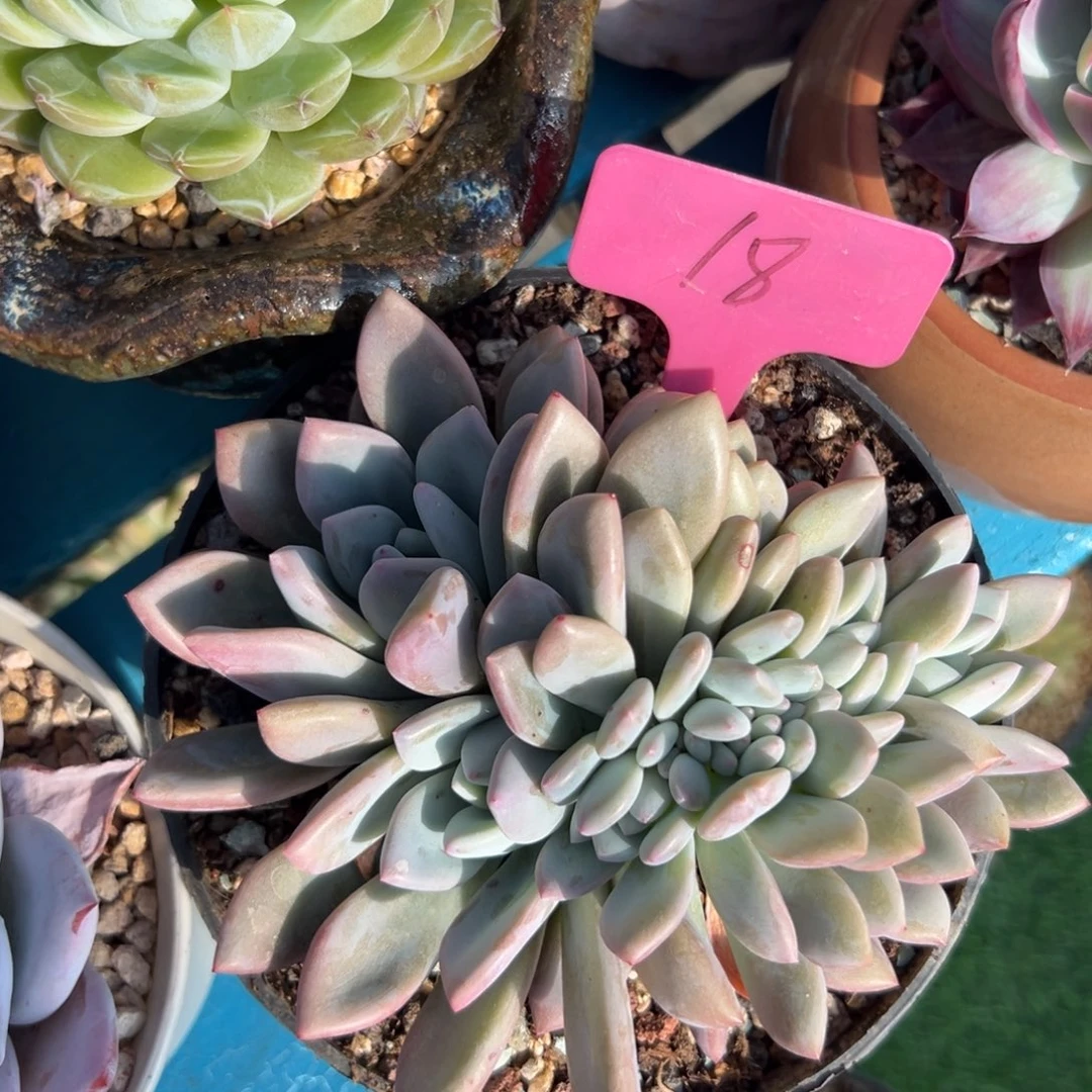 晓**喜多肉植物一物一拍