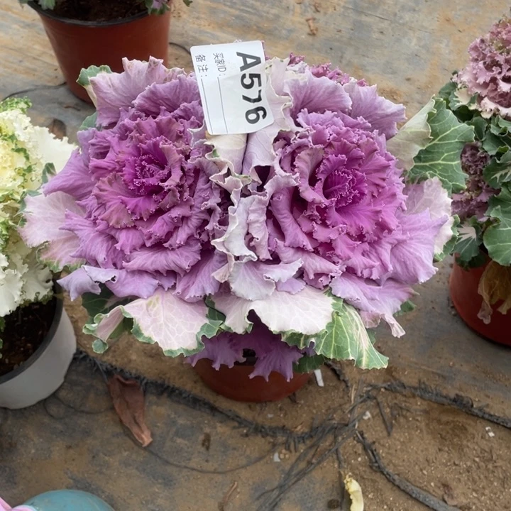 黄*希多肉如图法师576