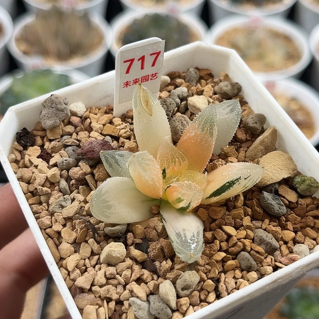 717糊斑白帝城寿锦