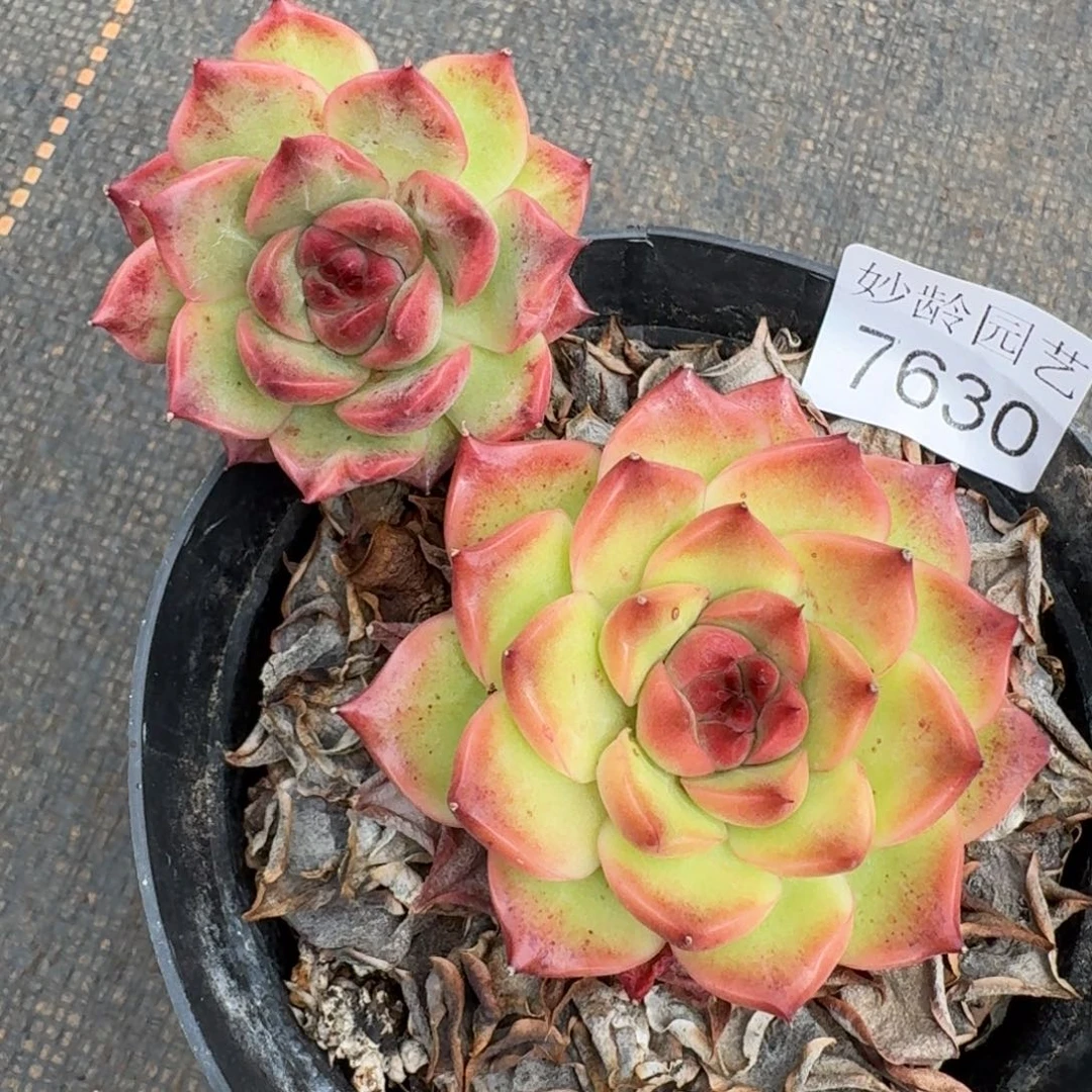 叮***57630杂交多肉植物基地