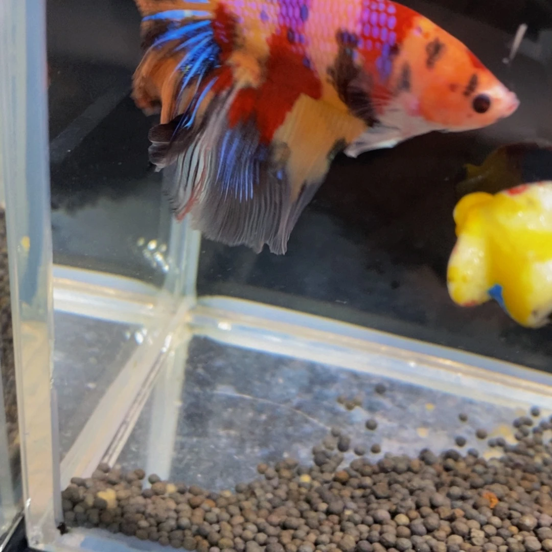 斗鱼430巨斗11111