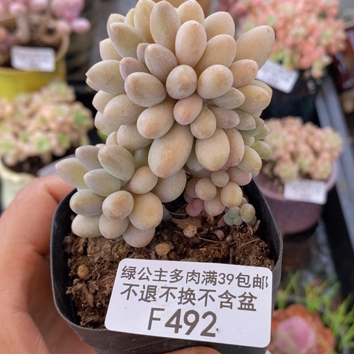 汤圆树492多肉植物