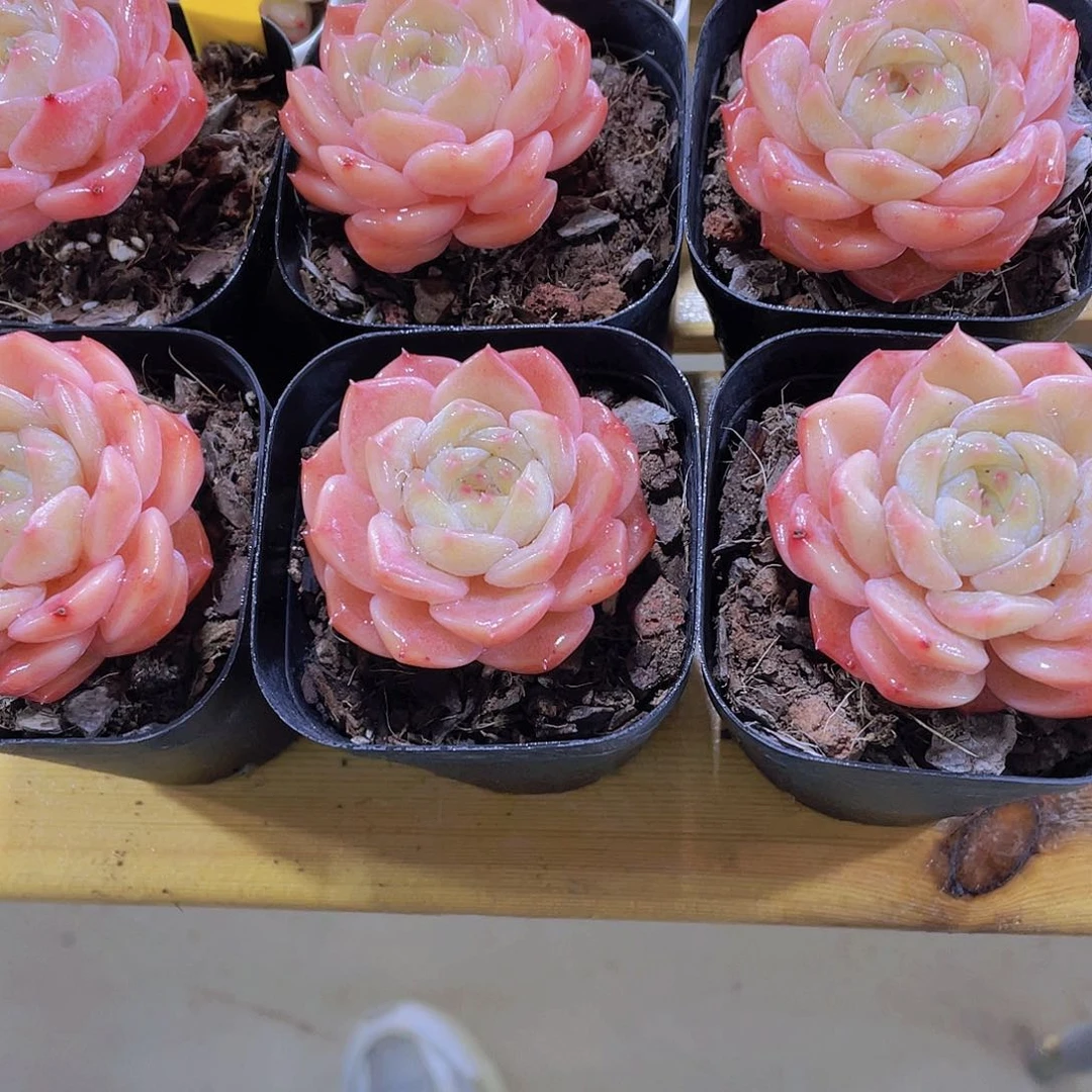 1386号 果冻珍妮冰魄单头2个