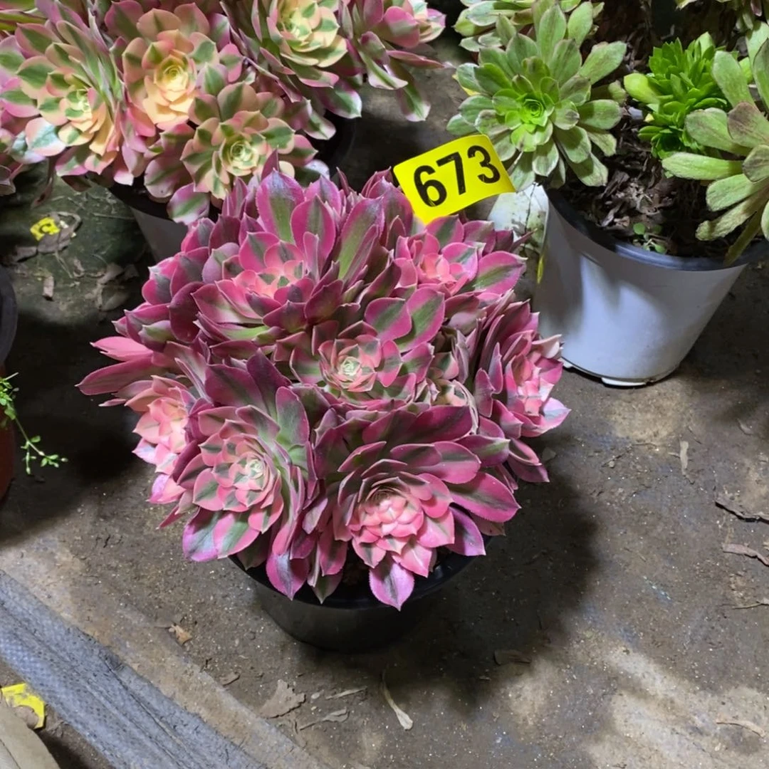 粉女巫多肉法师673