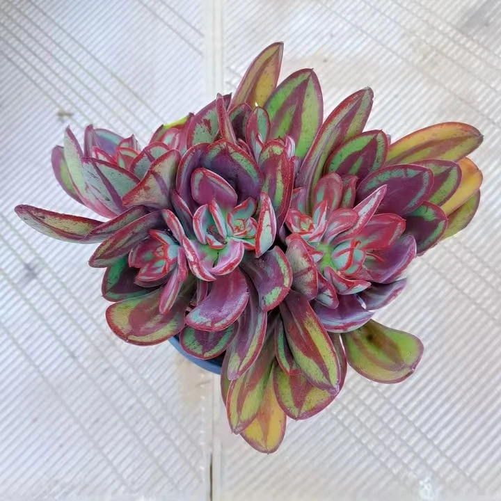 【龙骨】黄大锤多肉阳台露台植物栽种养护