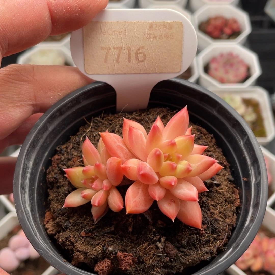甲骨文7716-5.5厘米