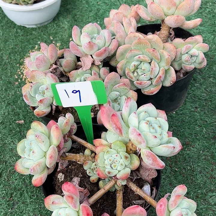 19网熟一个脱咯土多肉