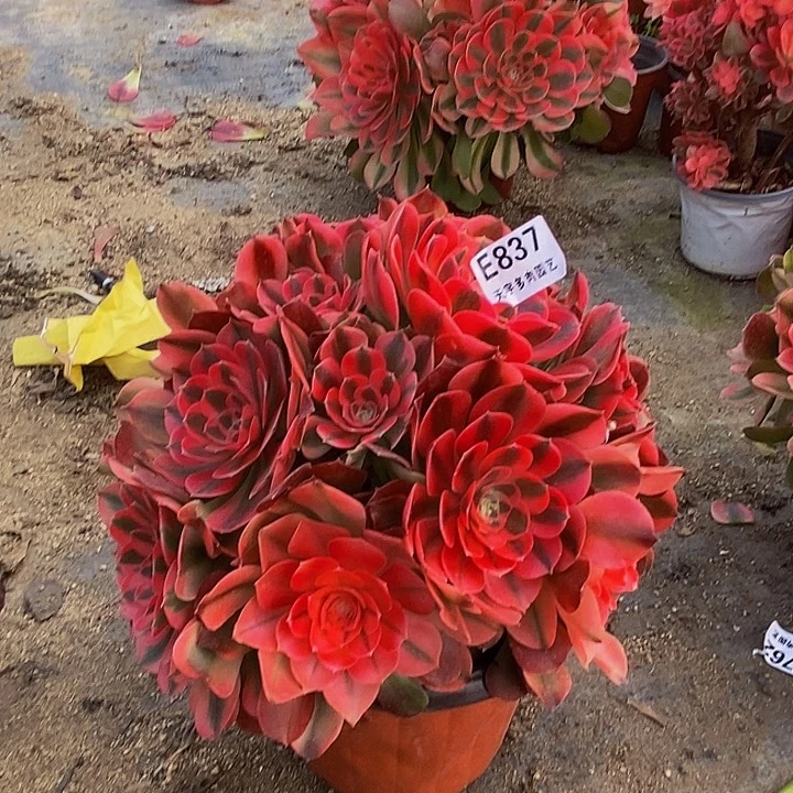 红牡丹多肉植物837