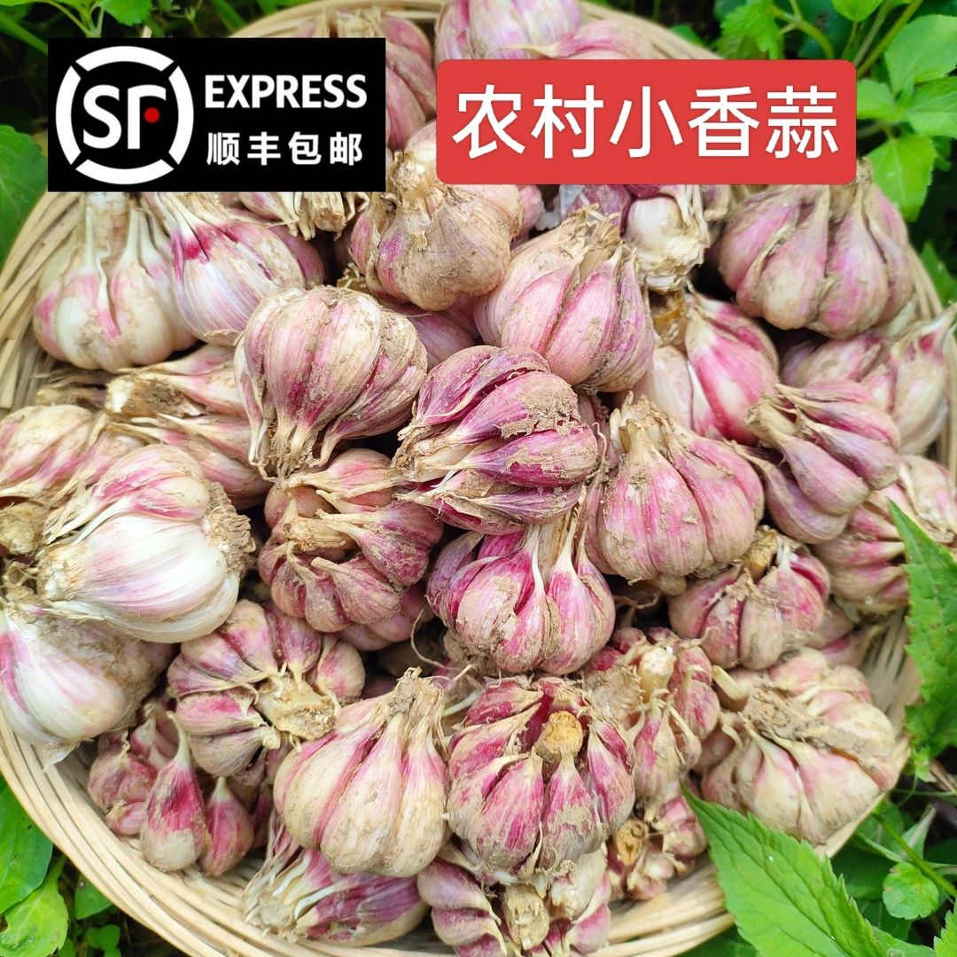 万源农村本地小香蒜头,蒜香味十足 新鲜采摘现发顺丰包邮