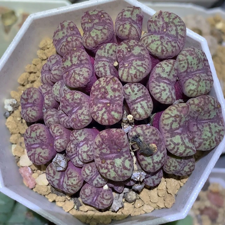 精品多肉植物精品多肉