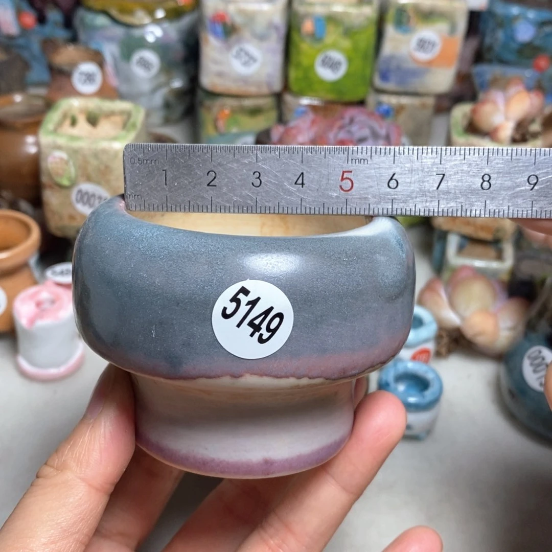 拍5送一个小礼物，不含多肉