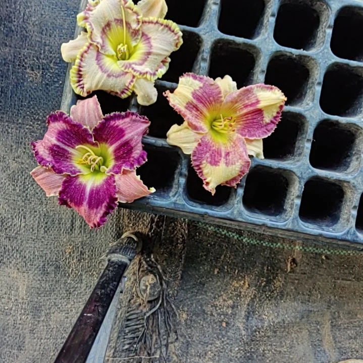 完全开放花布条布奇番茄