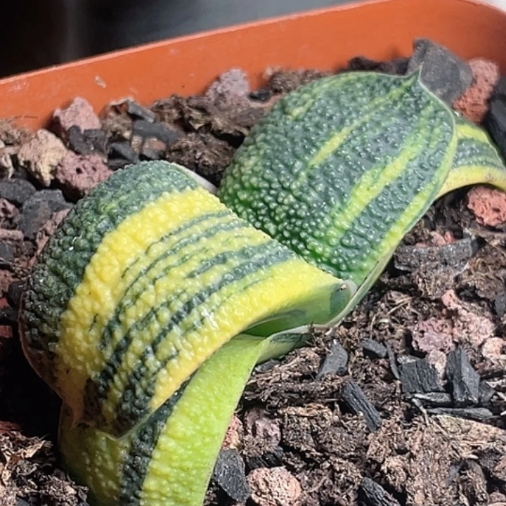 卧牛锦一物一拍1号