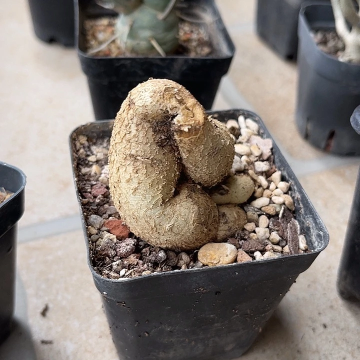 无花朵飞龙大戟块根一物一拍