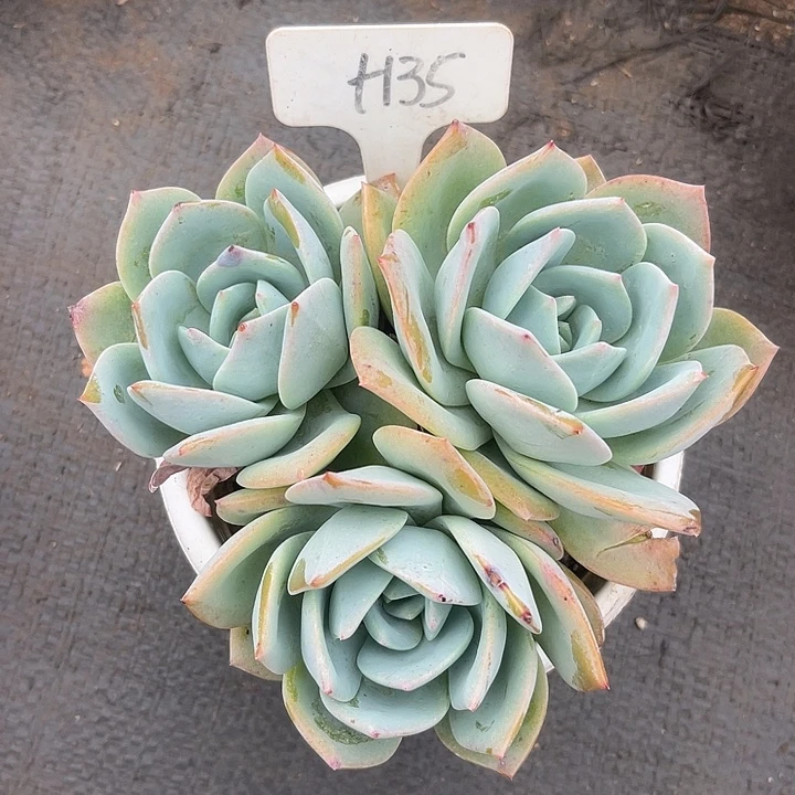 晨语多肉，一物一拍凤橙135