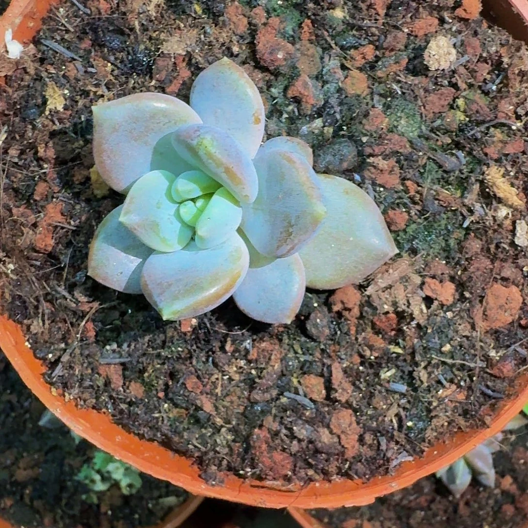 邀月 叶插 一物一拍