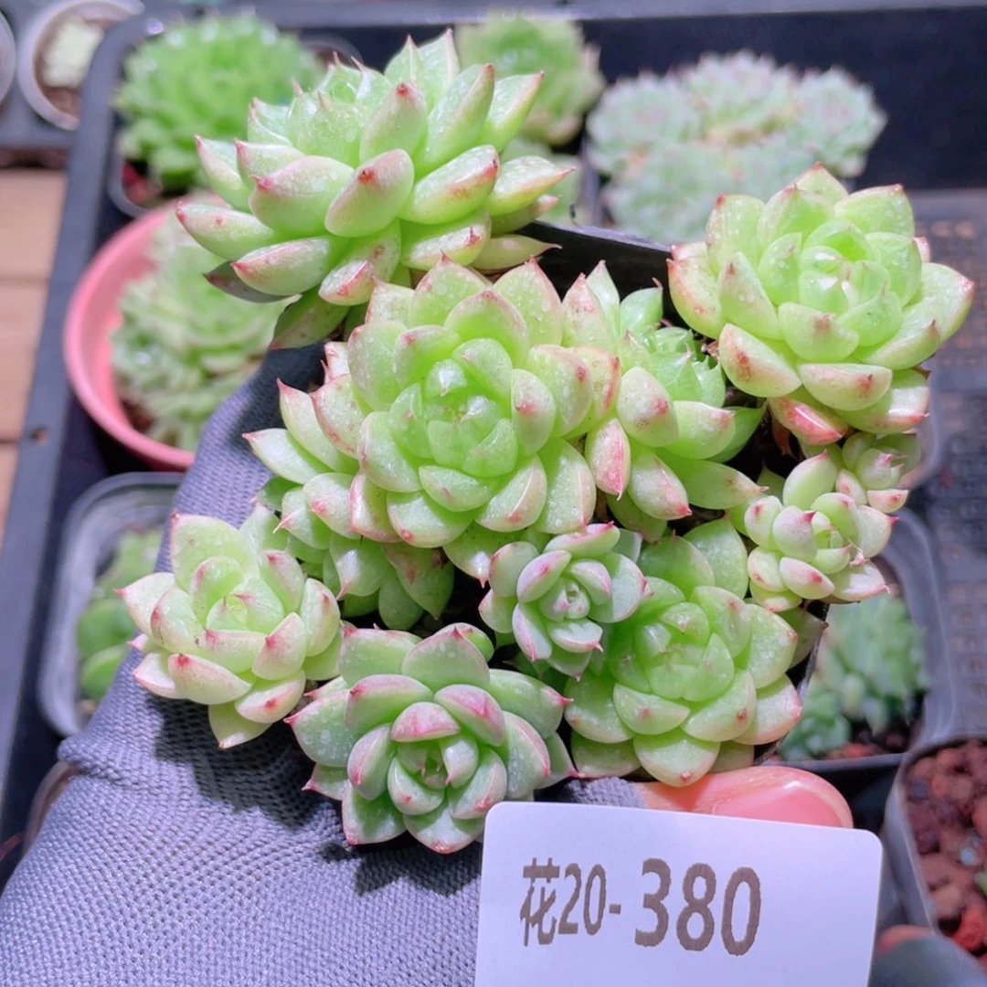 花利美20-308海王群