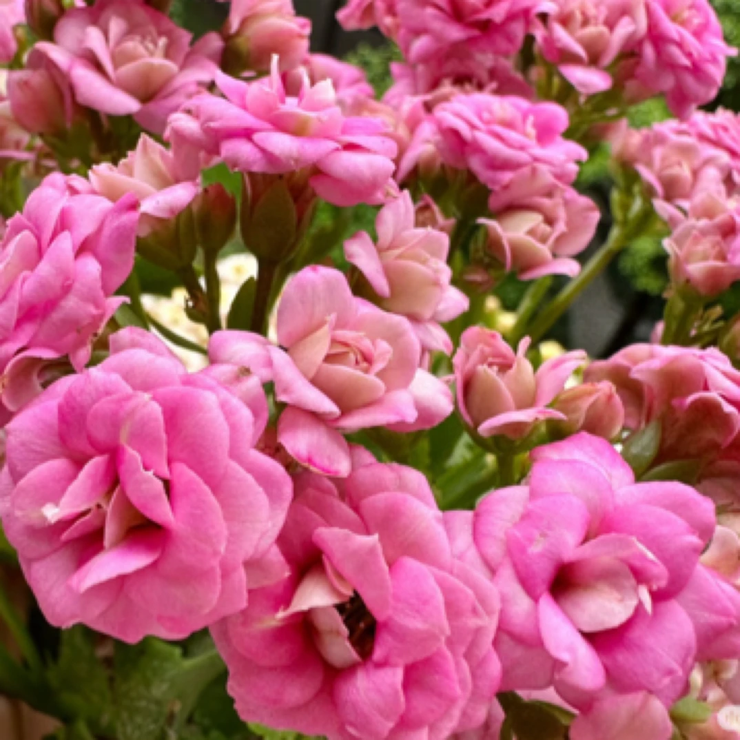 【莉莉安】110盆 粉色 大花型 长寿花