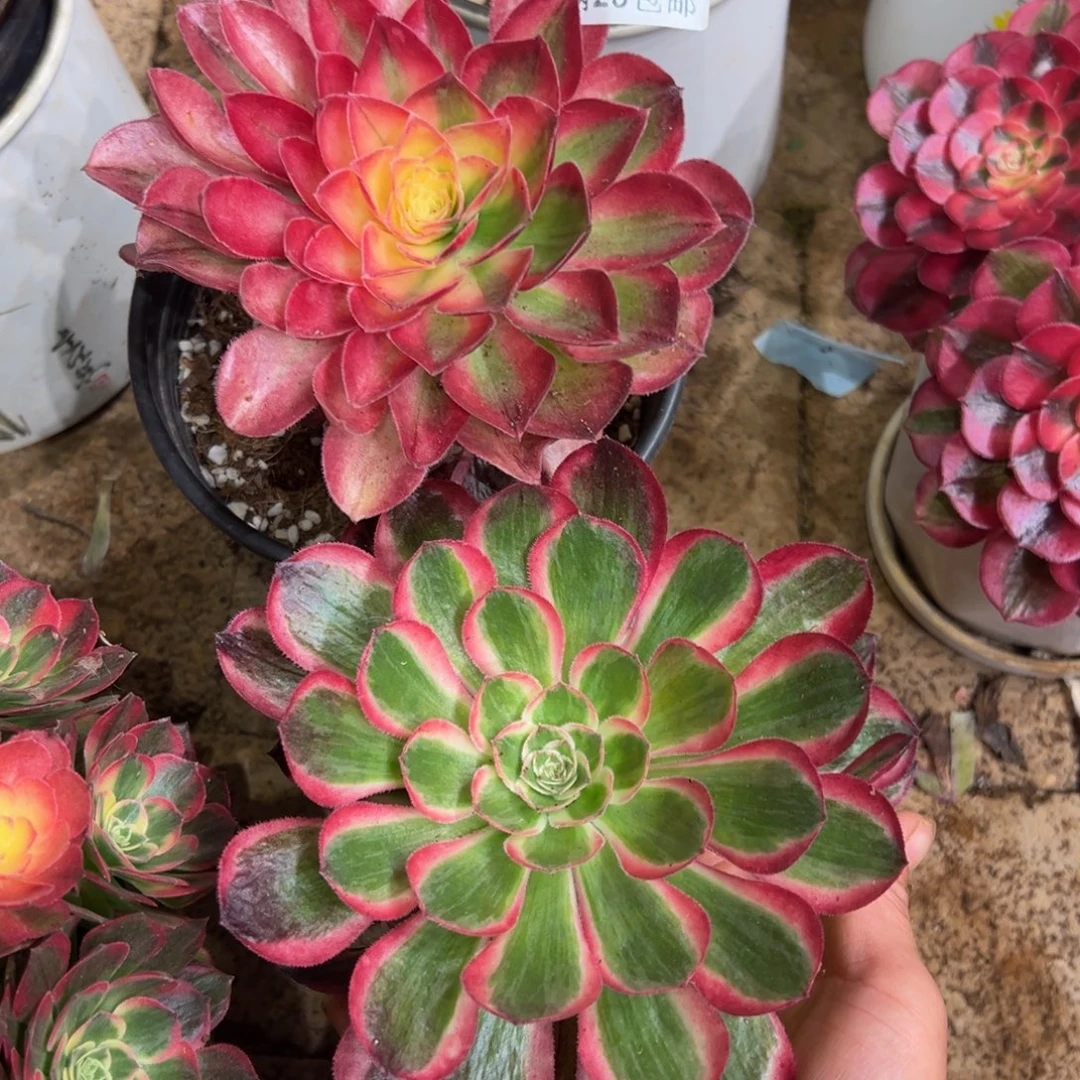 多肉植物053两颗的