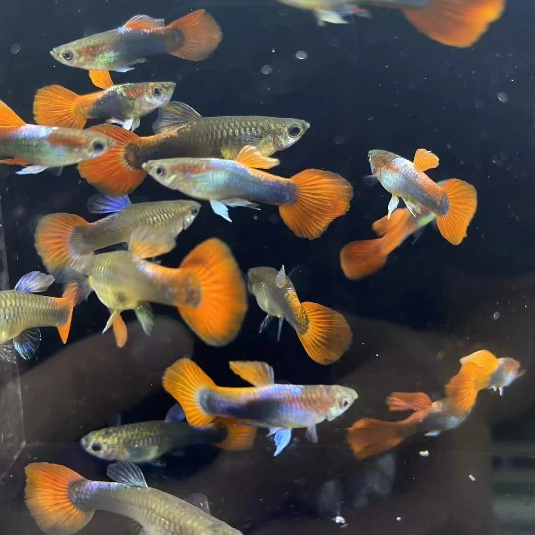 孔雀鱼观赏鱼活体热带小型淡水冷水好养耐活金鱼凤尾鱼苗宠物孕母