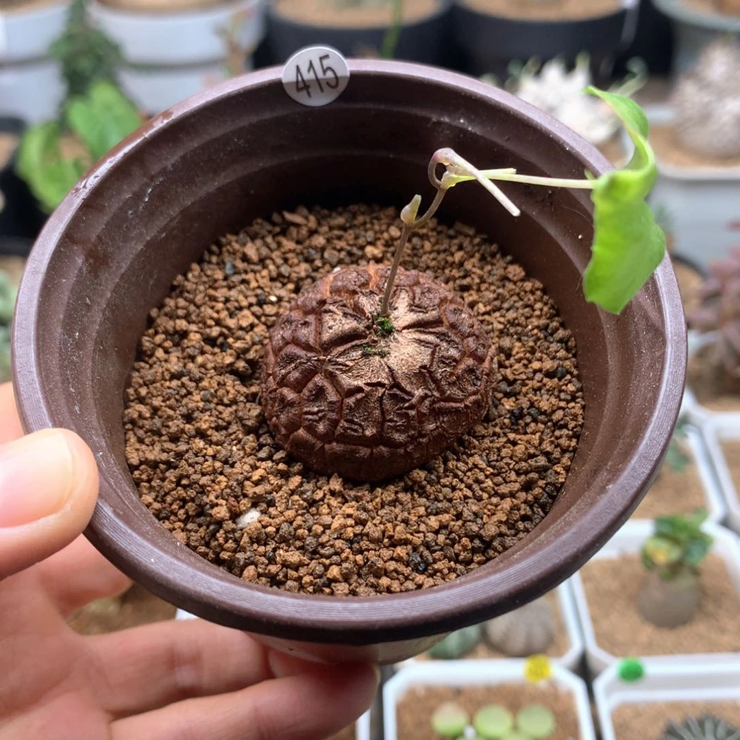 南非龟甲龙优选415带盆